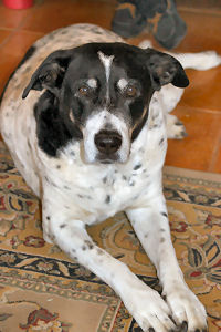 Photo of Linda Johns' dog, Dusty (RIP)