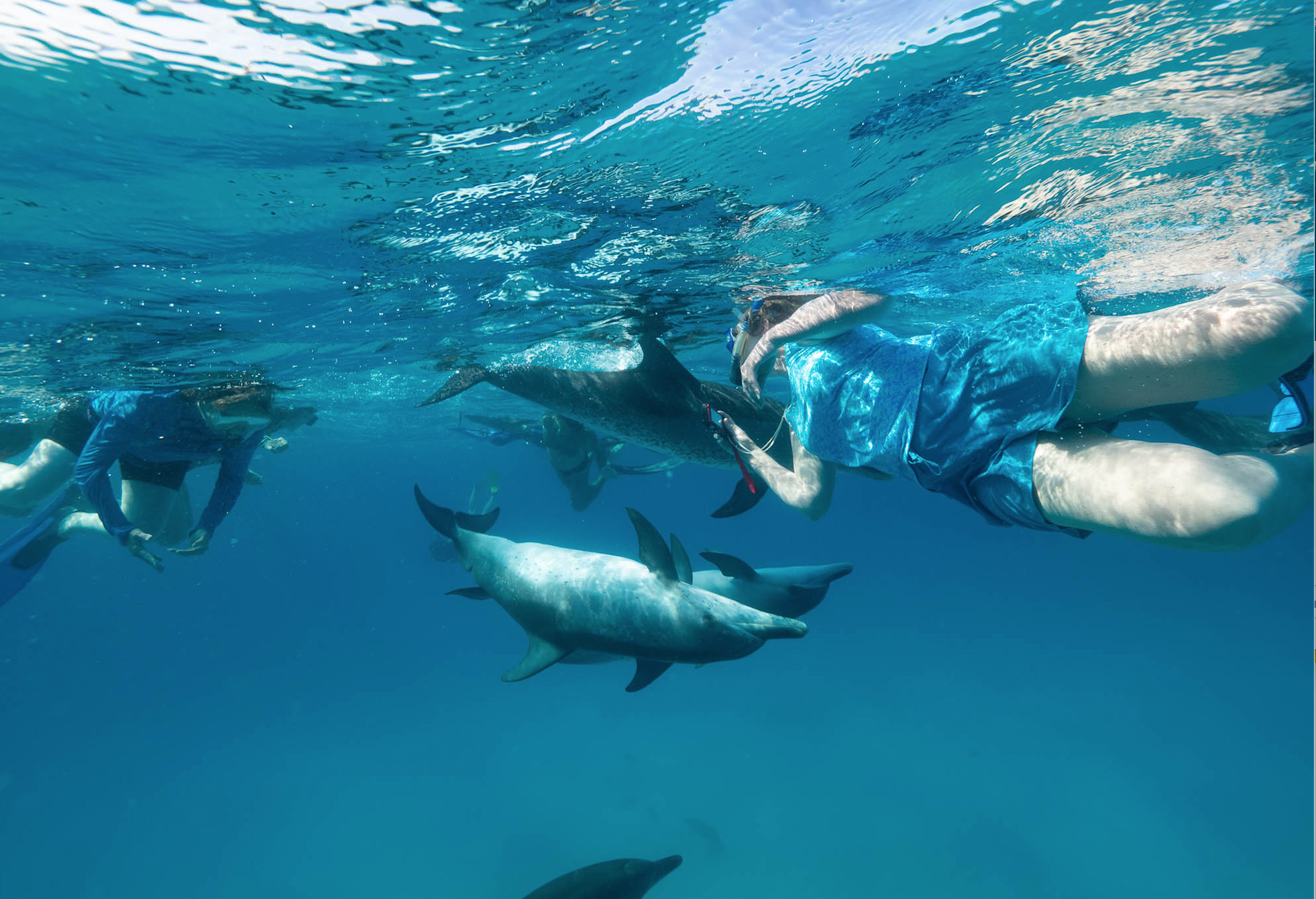 swimming with the dolphins
