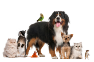image of a puppy and kitten