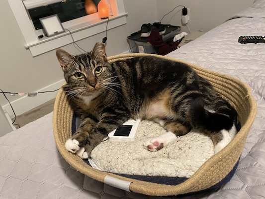 Cat with vibe device next to him or her in his or her bed