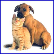 image of a puppy and kitten